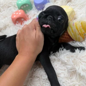Pug puppy being handled by his owner, after receiving Pug wrinkle care
