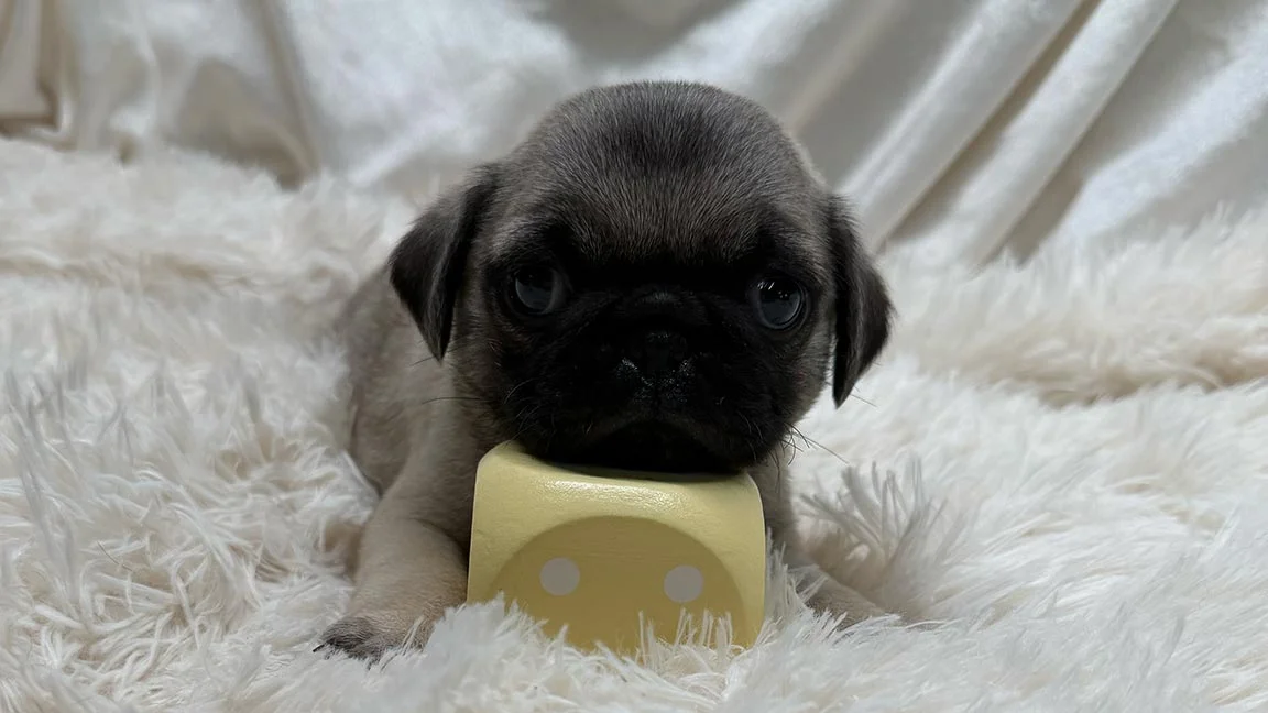 Grey and black Pug puppy playing with a yellow cube in his dog bed