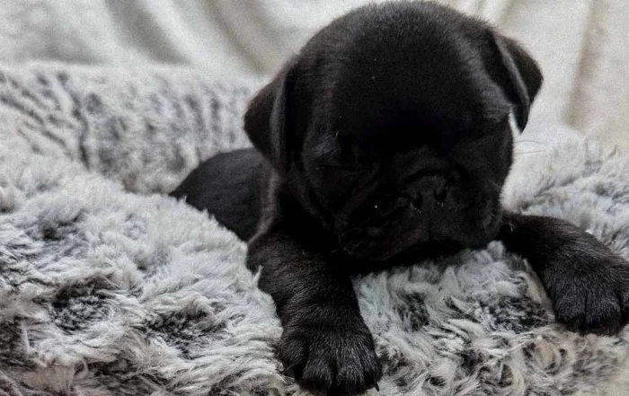 Pug puppy inside his dog bed, with front paws out