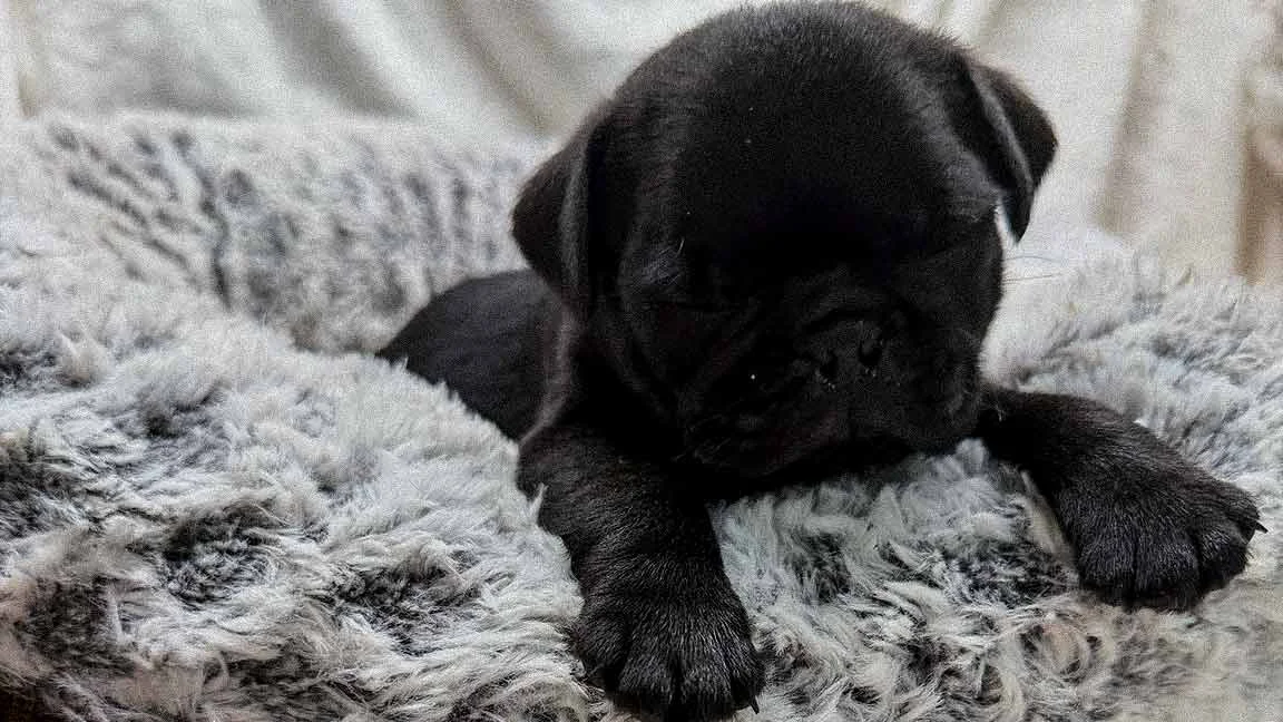 Pug puppy inside his dog bed, with front paws out