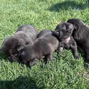 Four black Pug puppies have have received great Pug nutrition so far