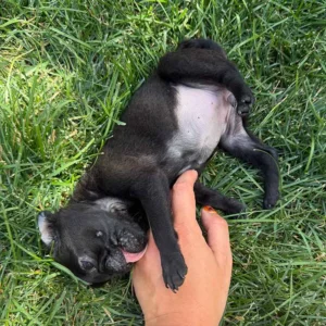 Black Pug puppy licking owner's hand