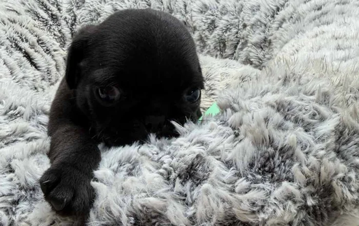 Black Pug puppy in a grey dog bed