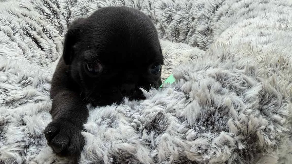 Black Pug puppy in a grey dog bed