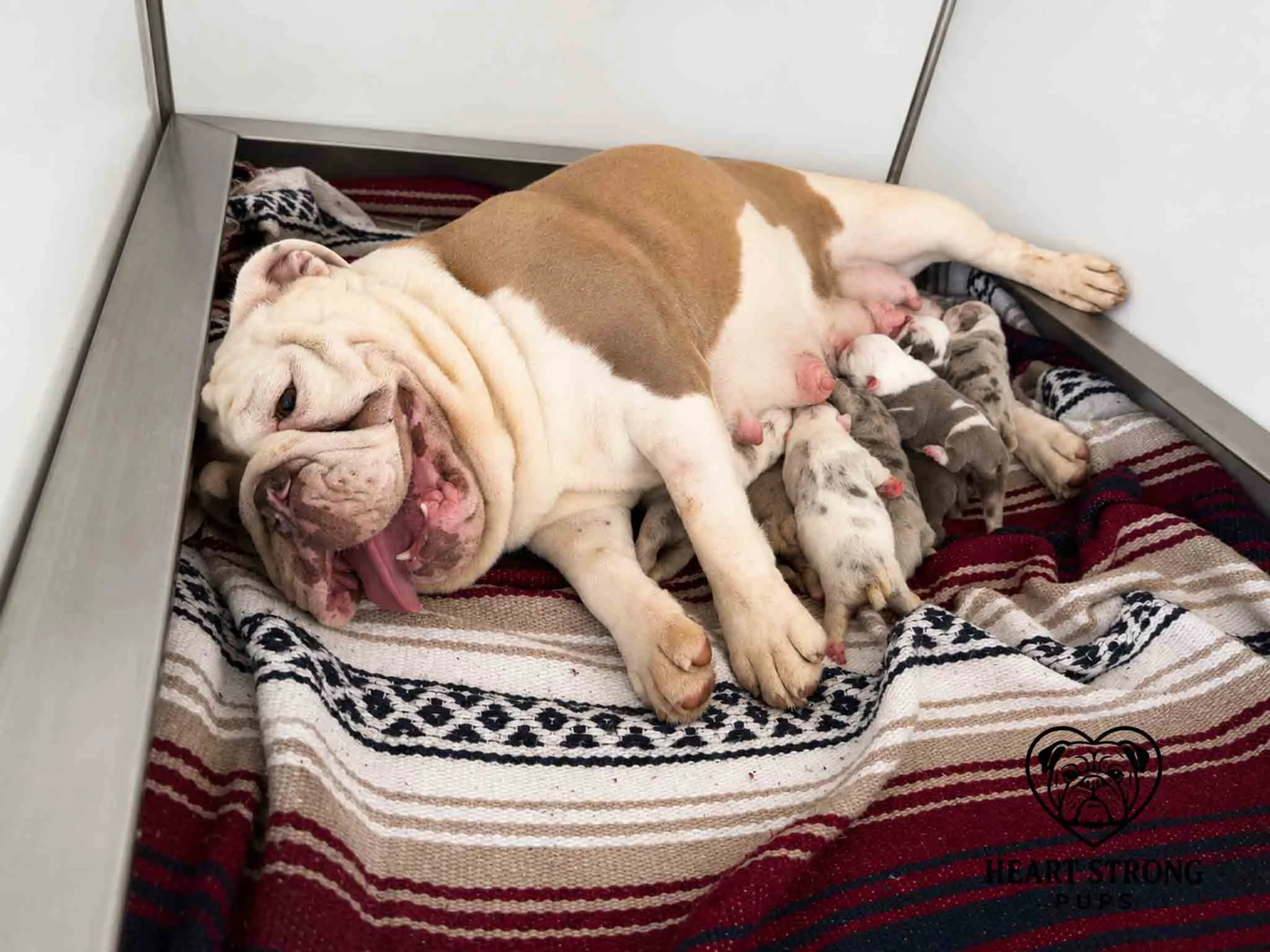 Newborn Puppies nursing on mom