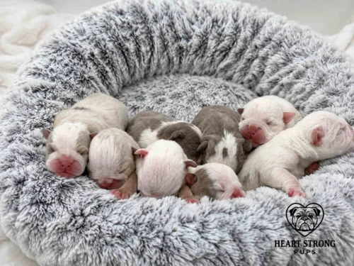 newborn puppies sleeping in bed