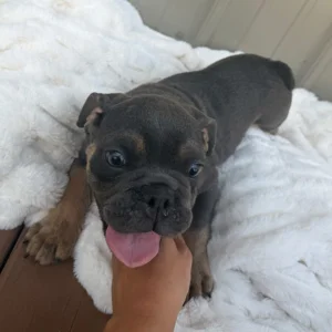 Black and brown English Bulldog puppy playing in the bed