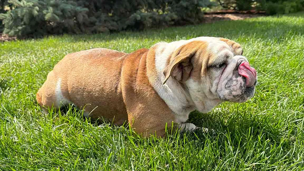English Bulldog playing in the grass, English Bulldog breathing is steady