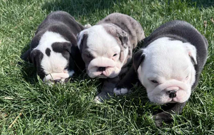 Three English Bulldog puppies playing in the grass