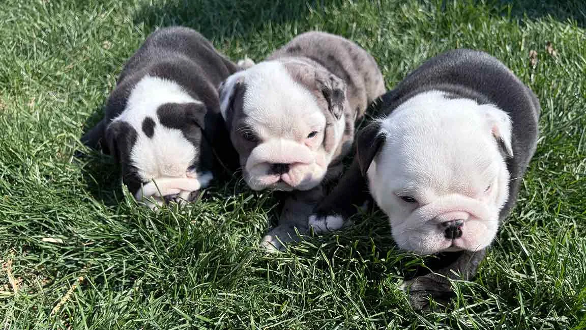 Three English Bulldog puppies playing in the grass