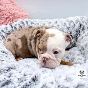 English Bulldog puppy resting in his dog bed