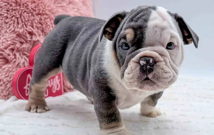 English bulldog standing up, with red pillows in the background