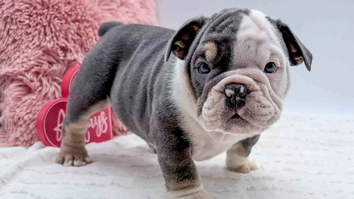 English bulldog standing up, with red pillows in the background