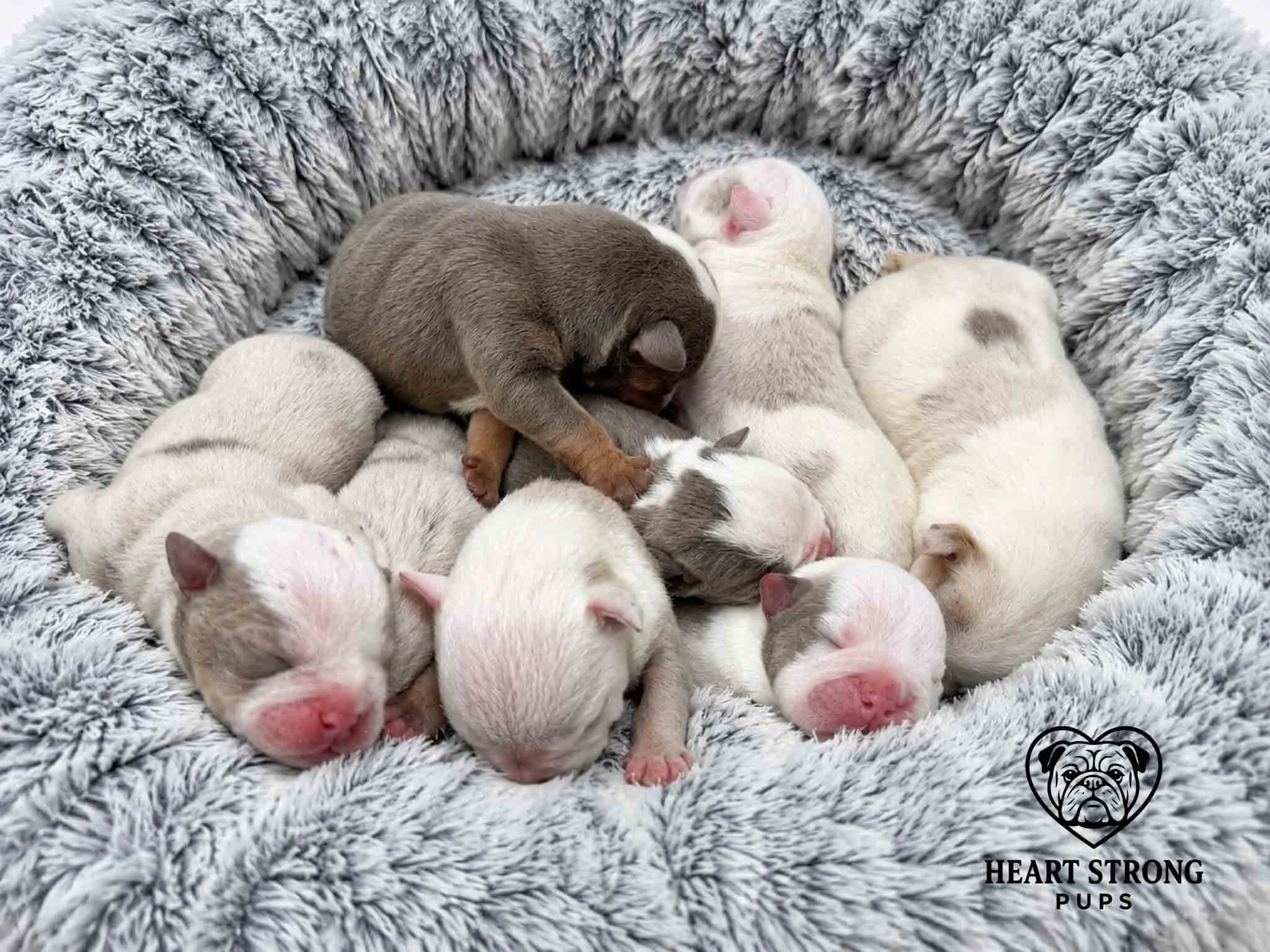 newborn English Bulldog puppies