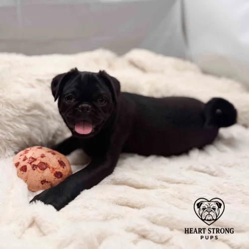 Pug Pup posing for photo with toy between paws