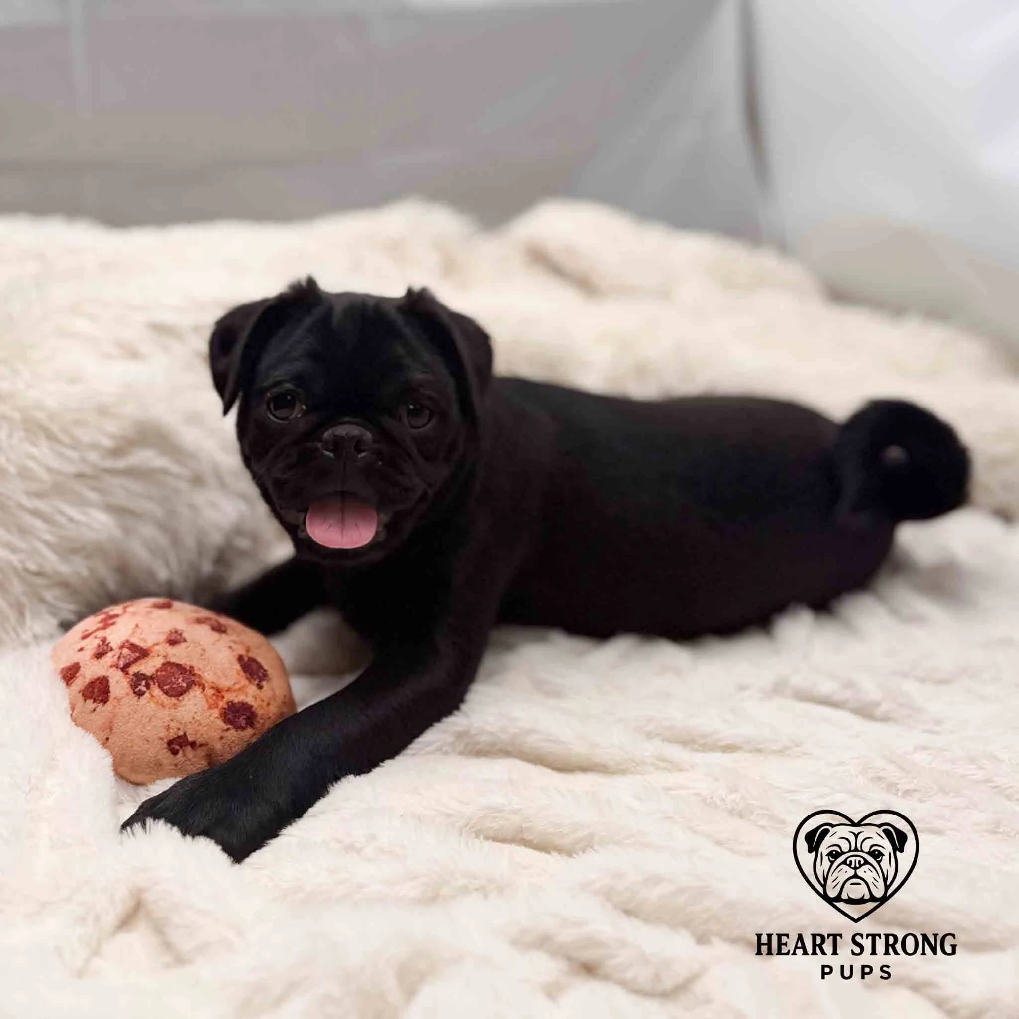 Pug Pup posing for photo with toy between paws