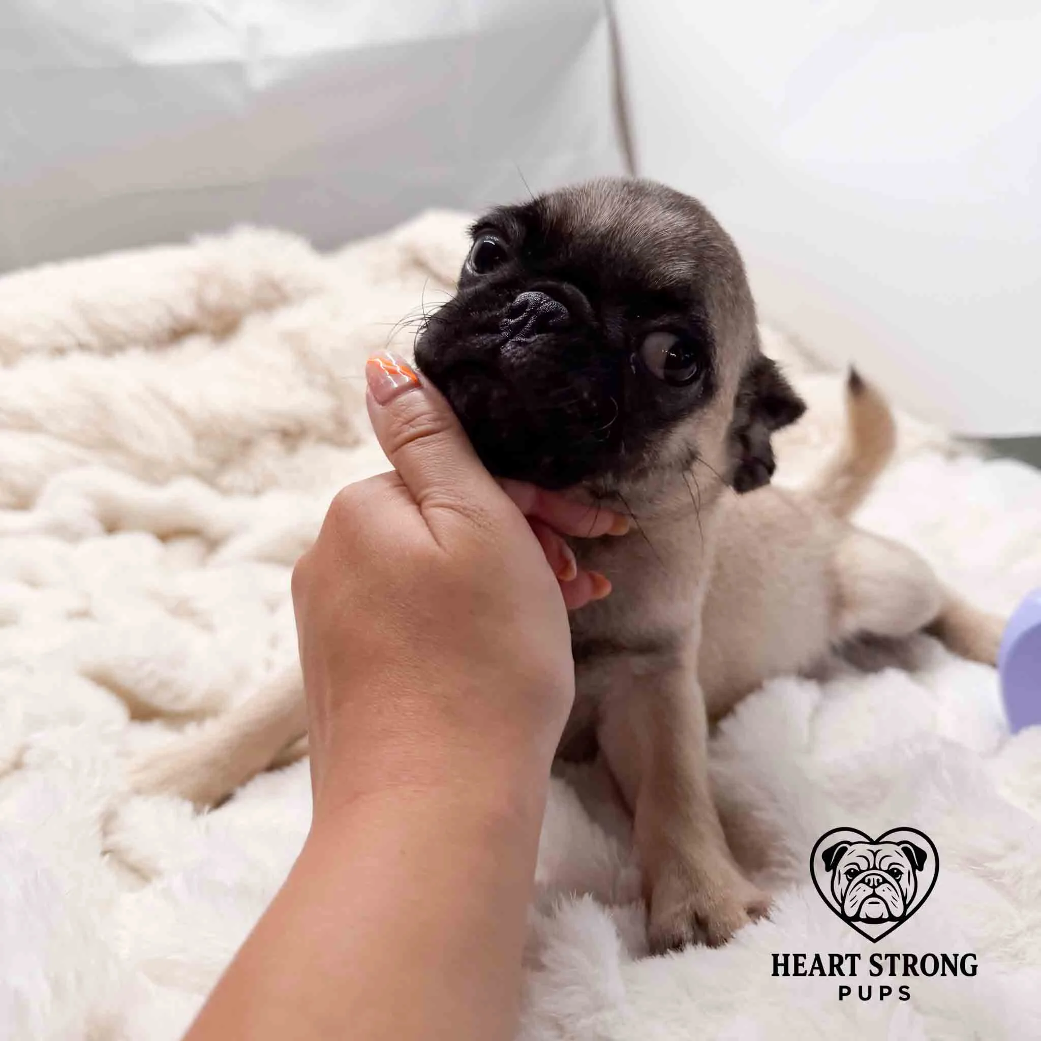 Pug pup enjoying a chin rub while laying on blanket