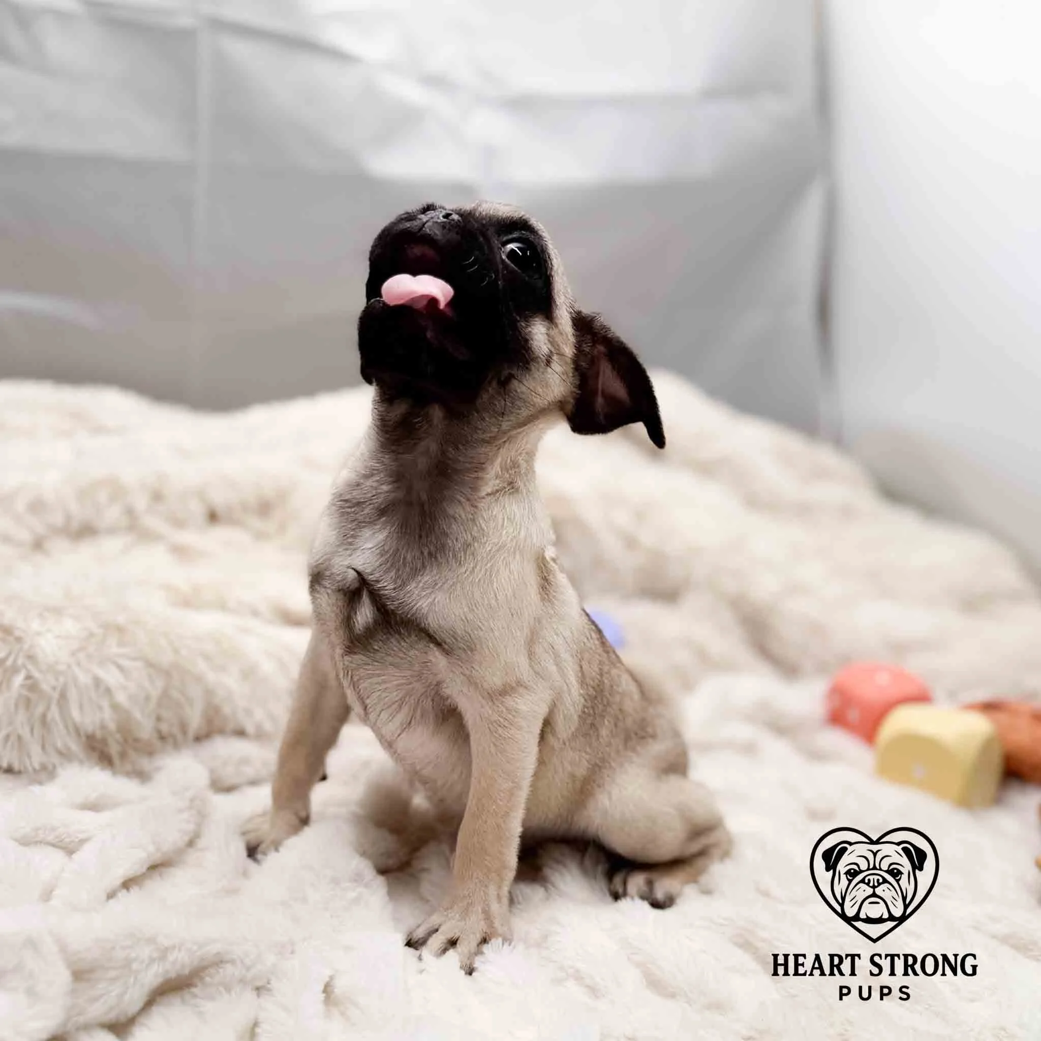 Yawn! Peanut the pug is so over this