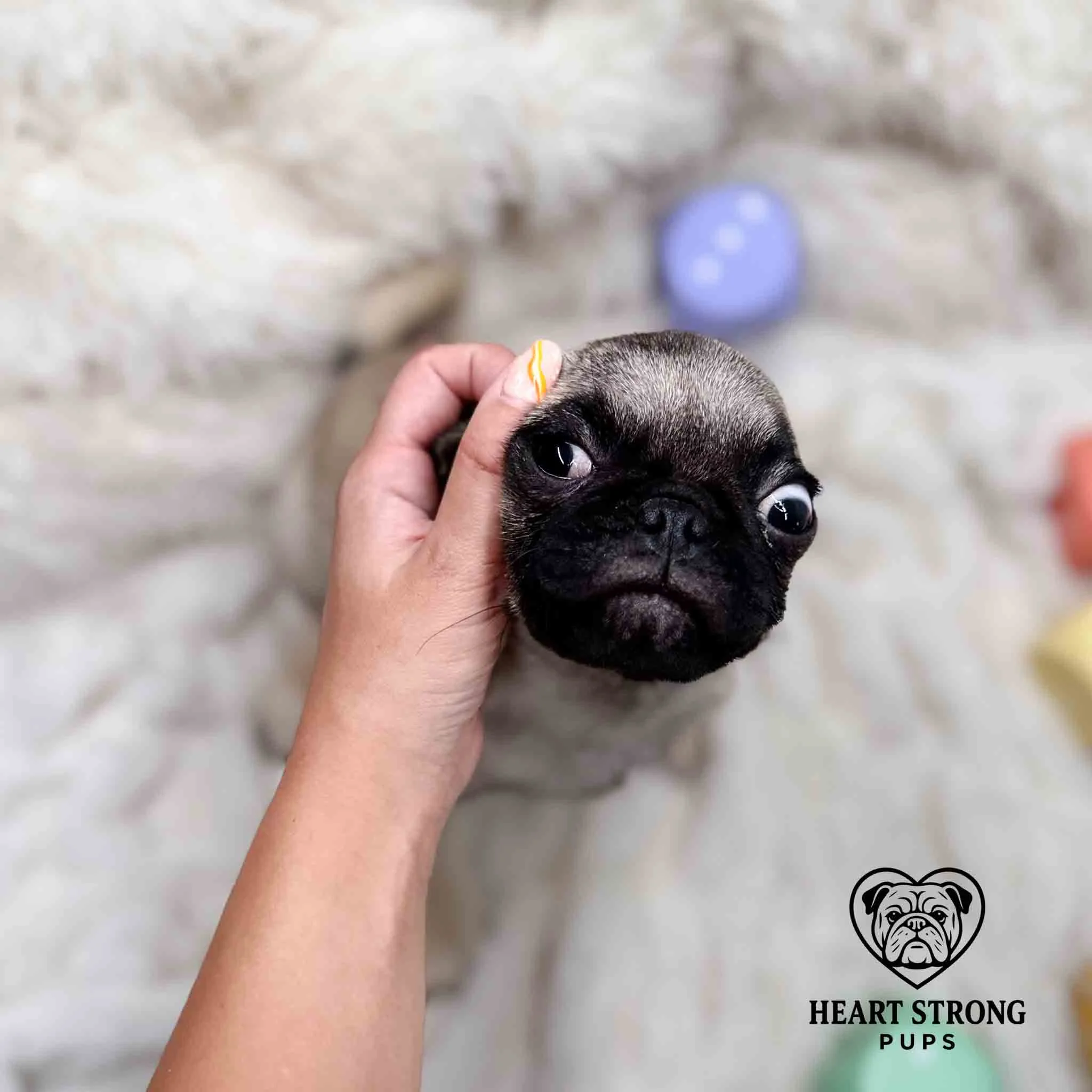 Pug pup getting a head scratch