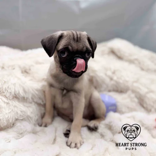 Peanut the Pug posing for a perfect photo has tongue sticking out