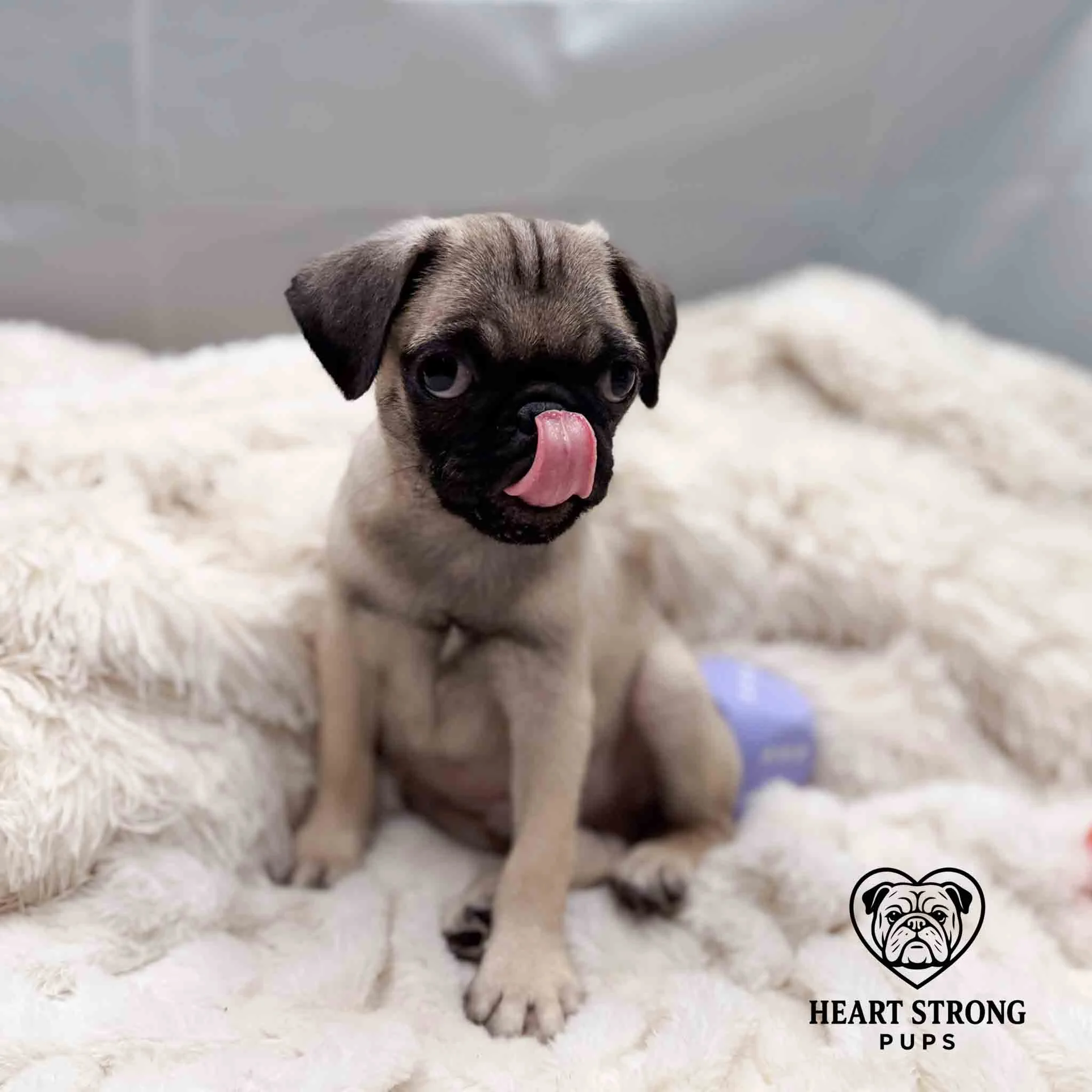 Peanut the Pug posing for a perfect photo has tongue sticking out