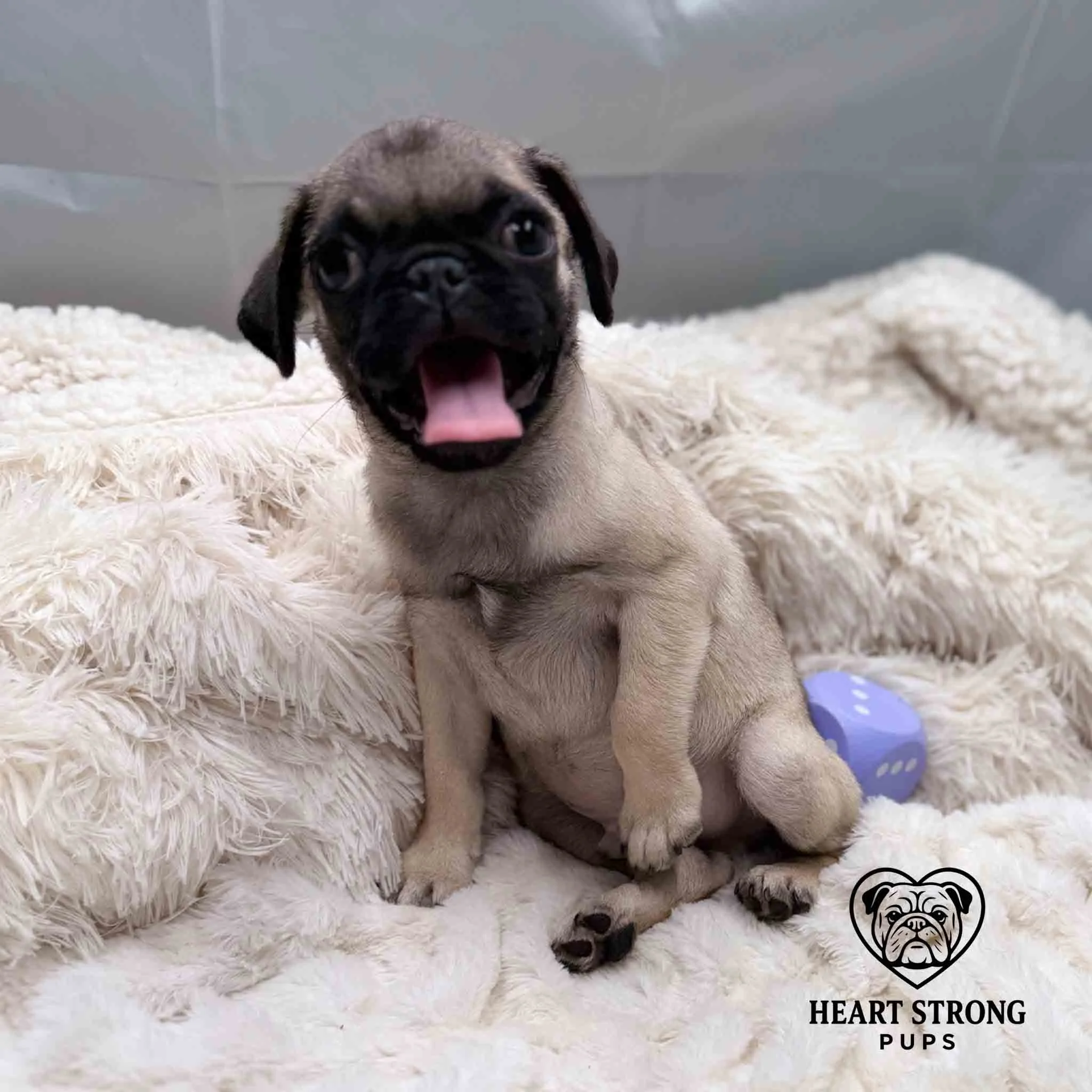 Peanut the Pug sitting like a human on a blanket