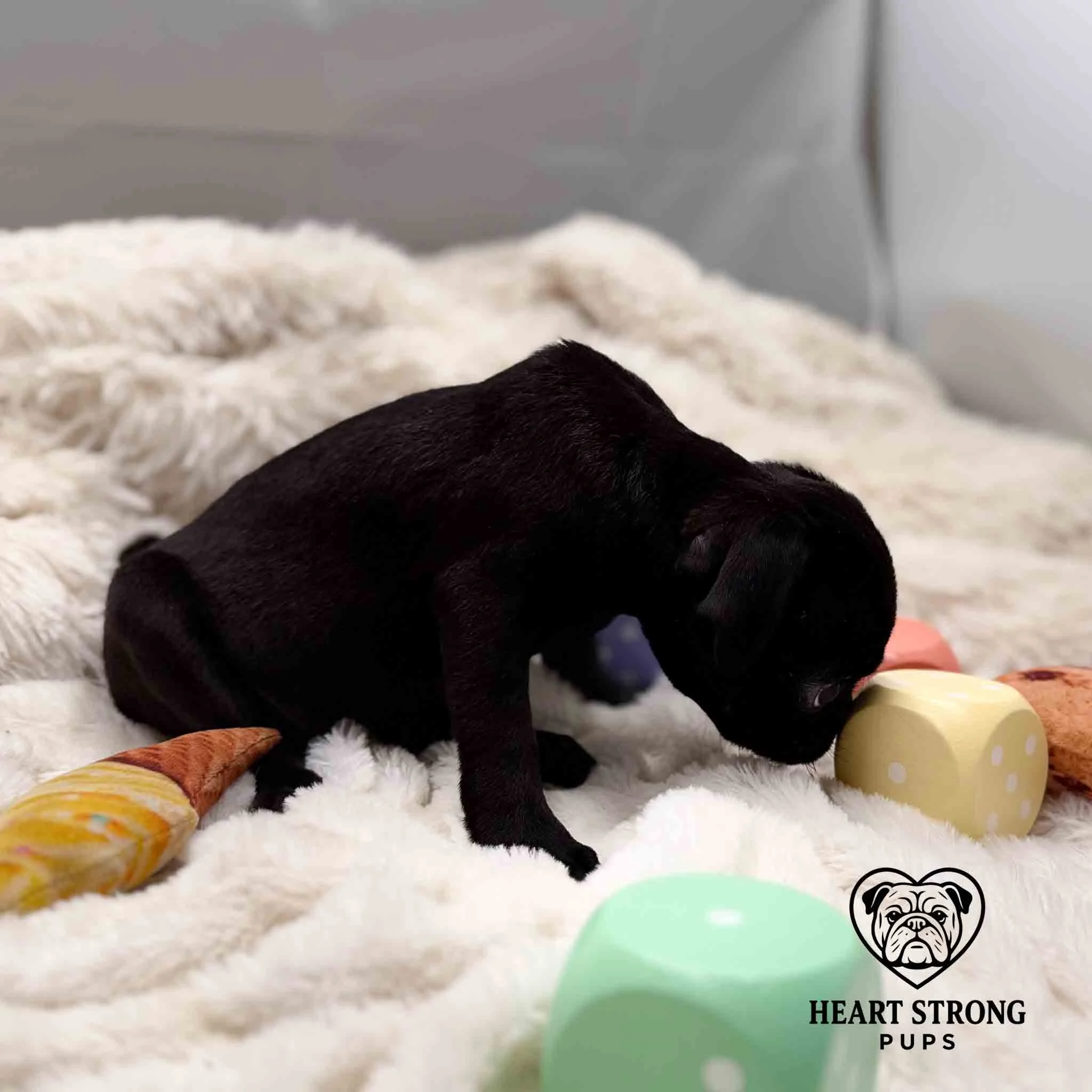 Pug pup sniffing the yellow block