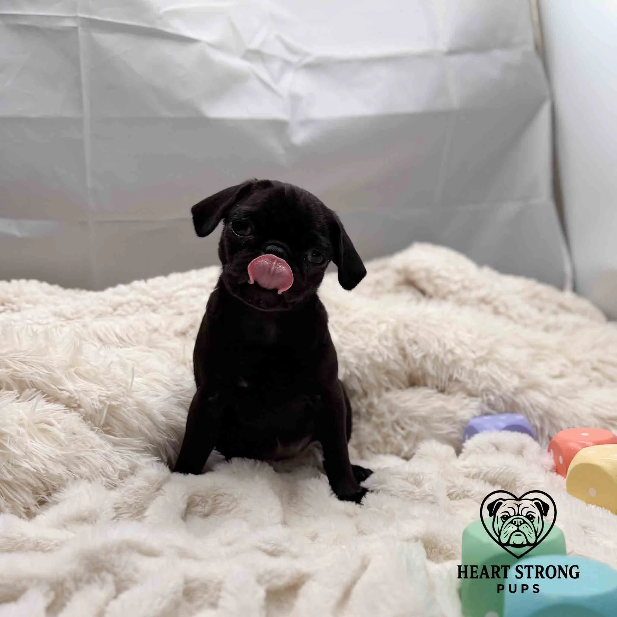 Pug licking nose with tongue while sitting on soft blanket. Has colorful blocks by his side