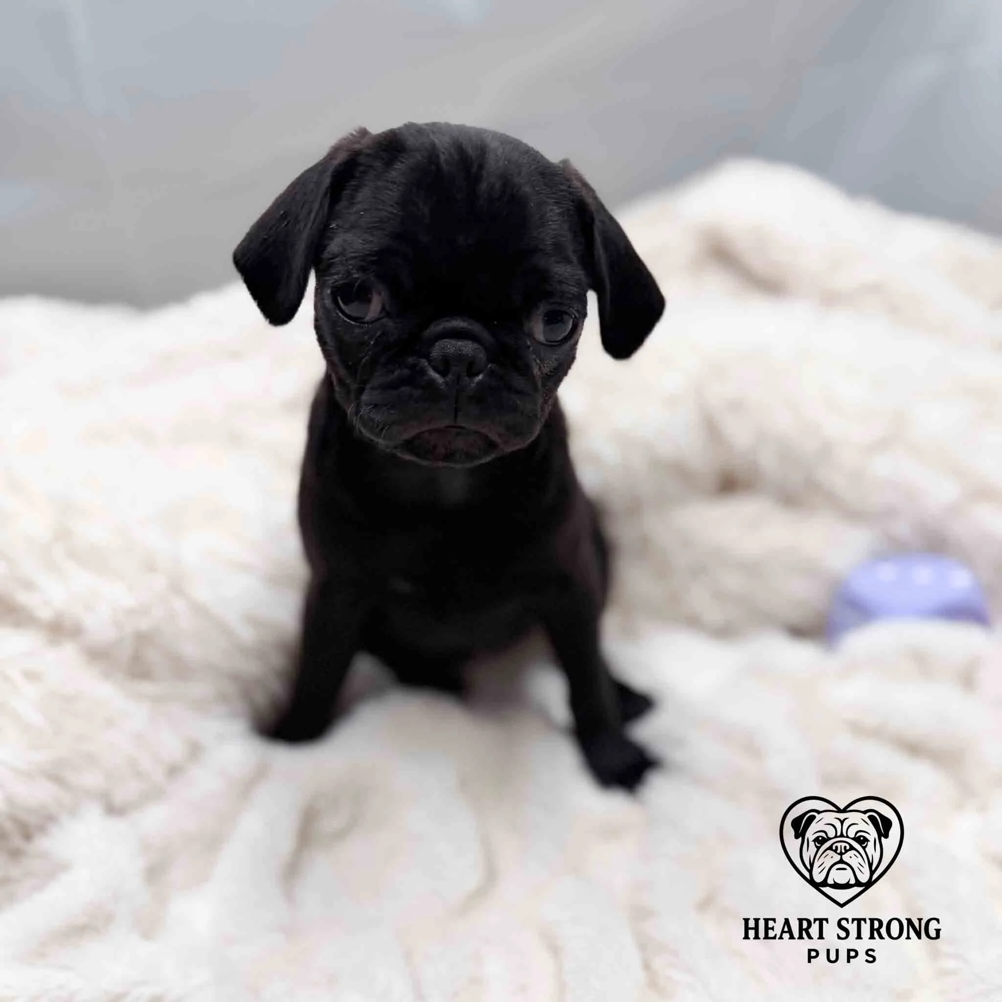 Pug pup posing for photo with purple block and white background