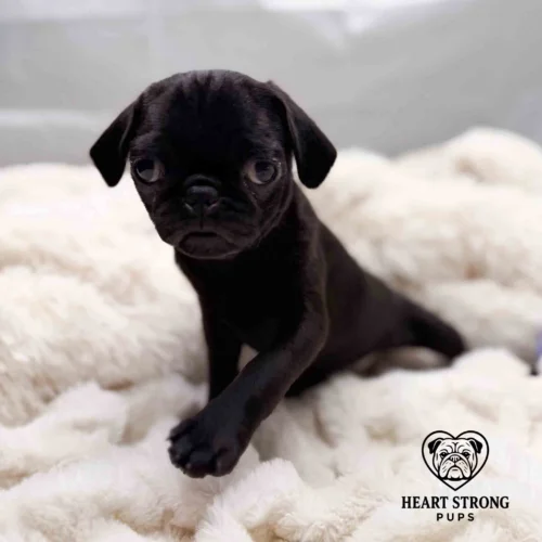 Pug pup taking step onto blanket and has ears perfectly drooped