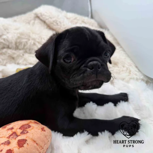 Pug pup laying on blanket with chew toy by his side