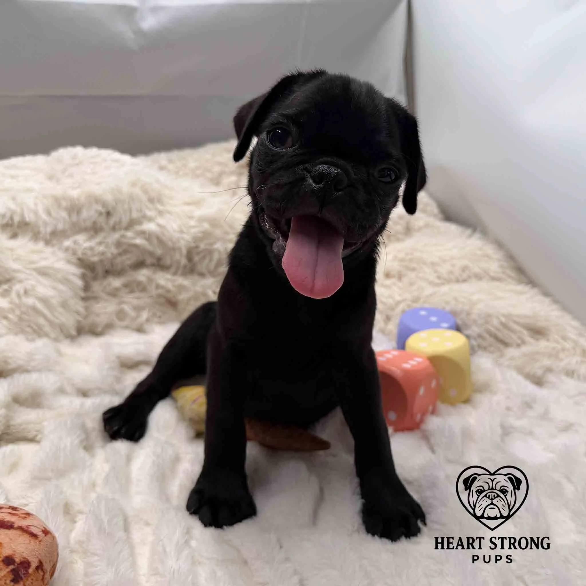 Pug pup sitting on the blanket with head tilted to side and has toy blocks