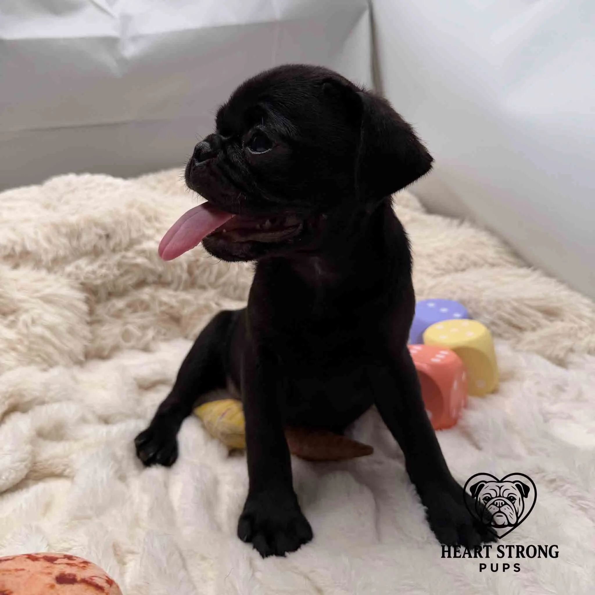 Pug sitting on toy and soft blanket with pups and has tongue out