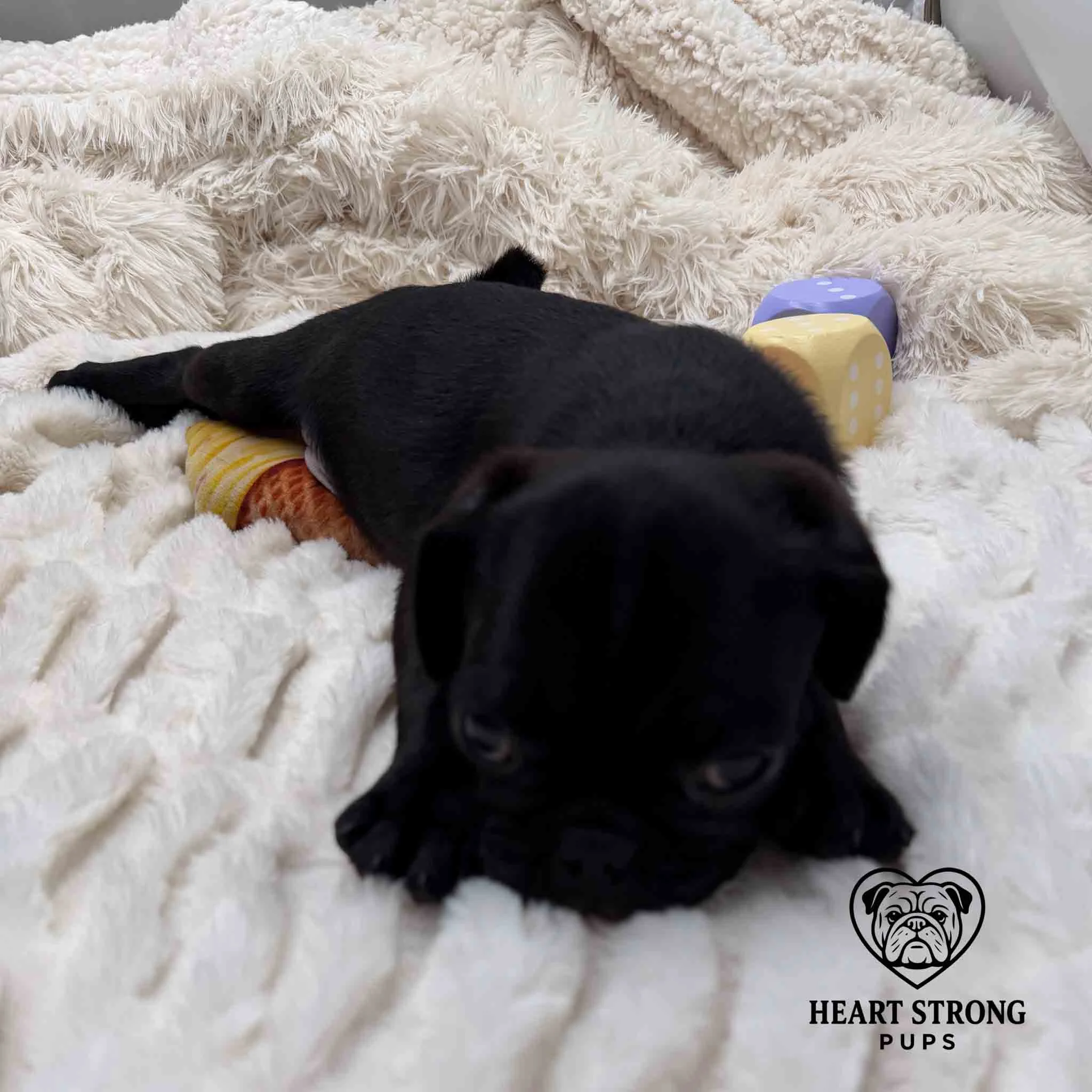 Black Pup laying on blanket