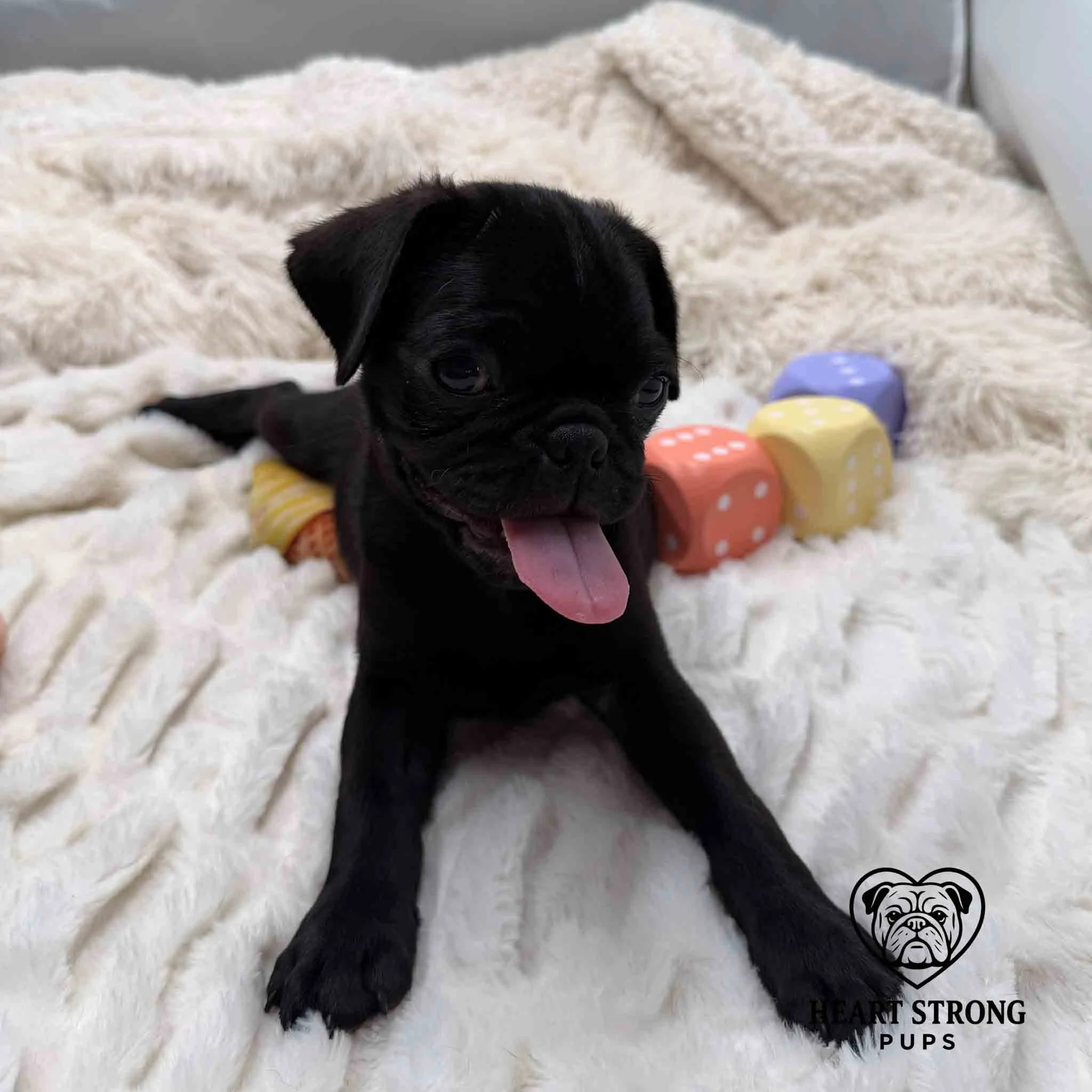 Black Pug pup laying on blanket with colorful blocks