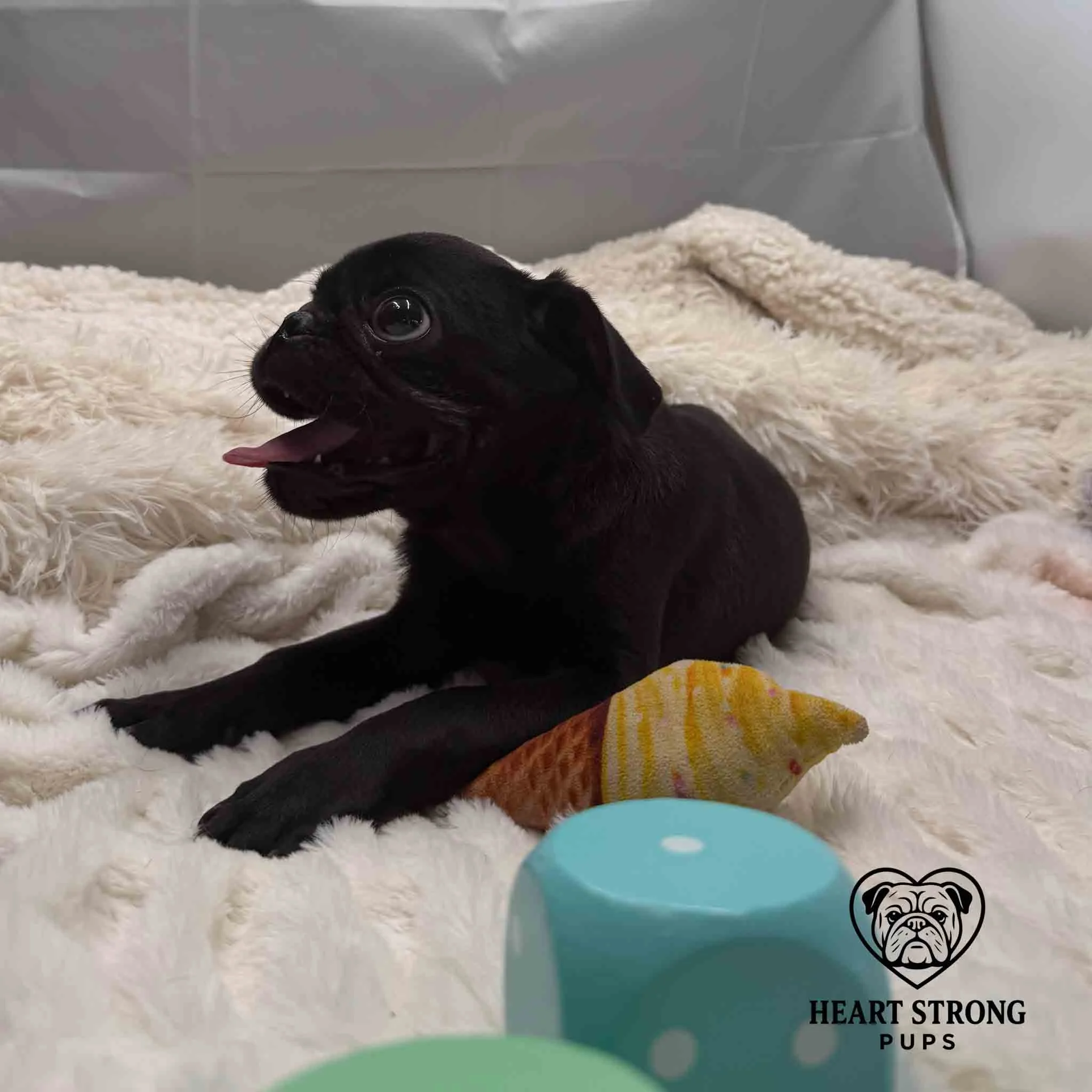 Happy Pug laying on soft blanket
