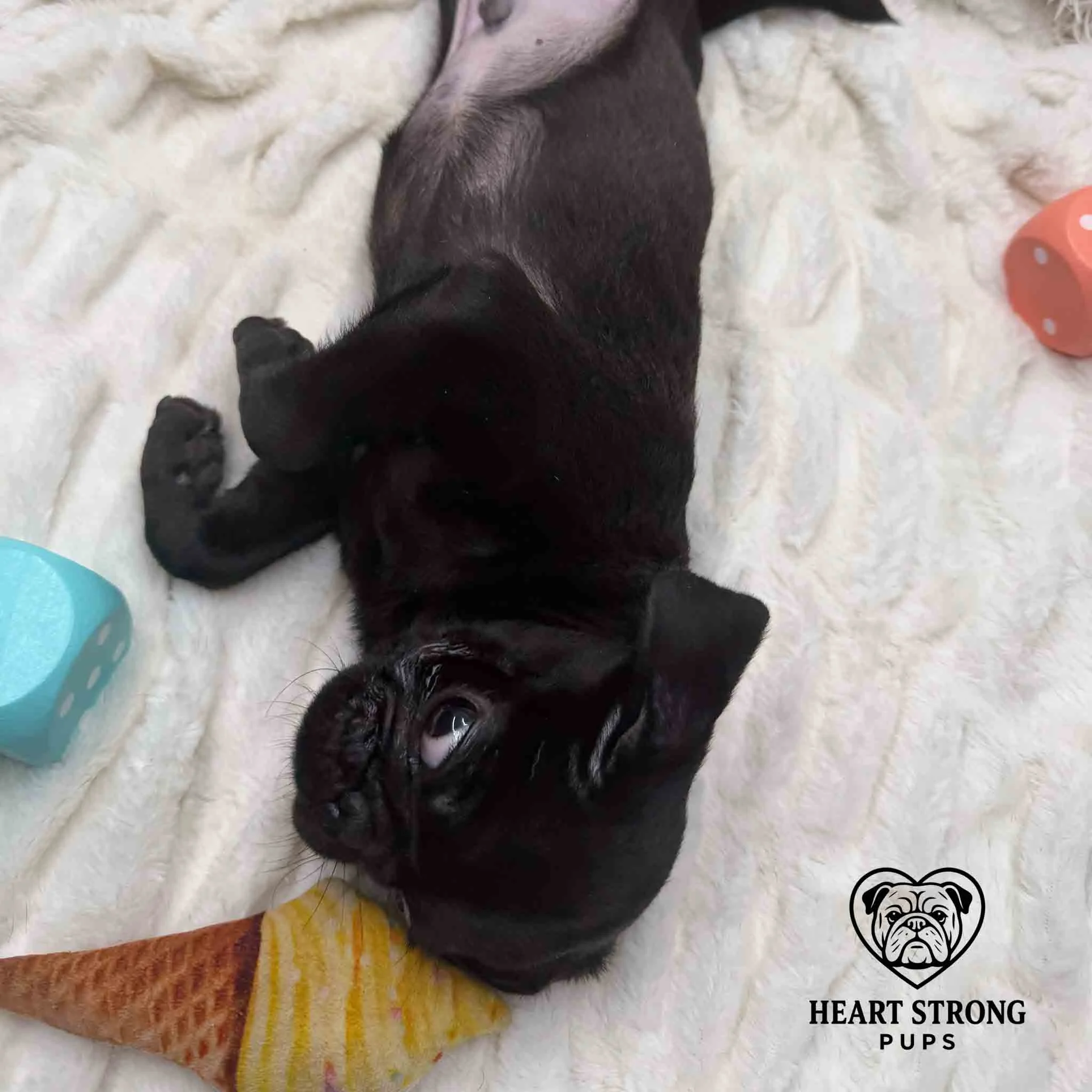 Pug ready for a belly rub