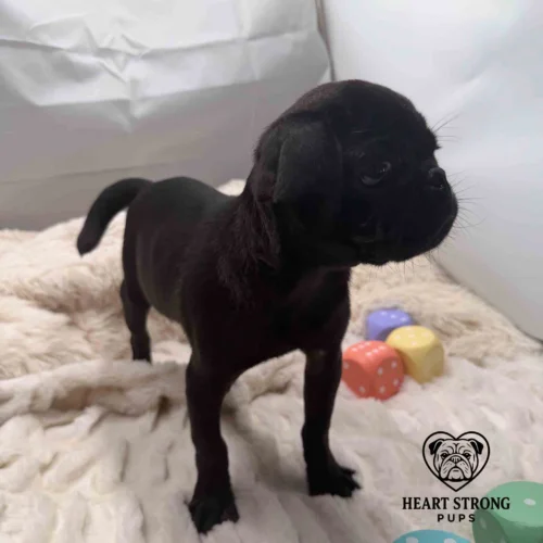 Pug standing on blanket with blocks beside him