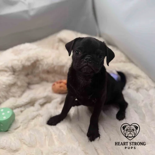 Dixie the Pug sitting on a blanket with toys around her