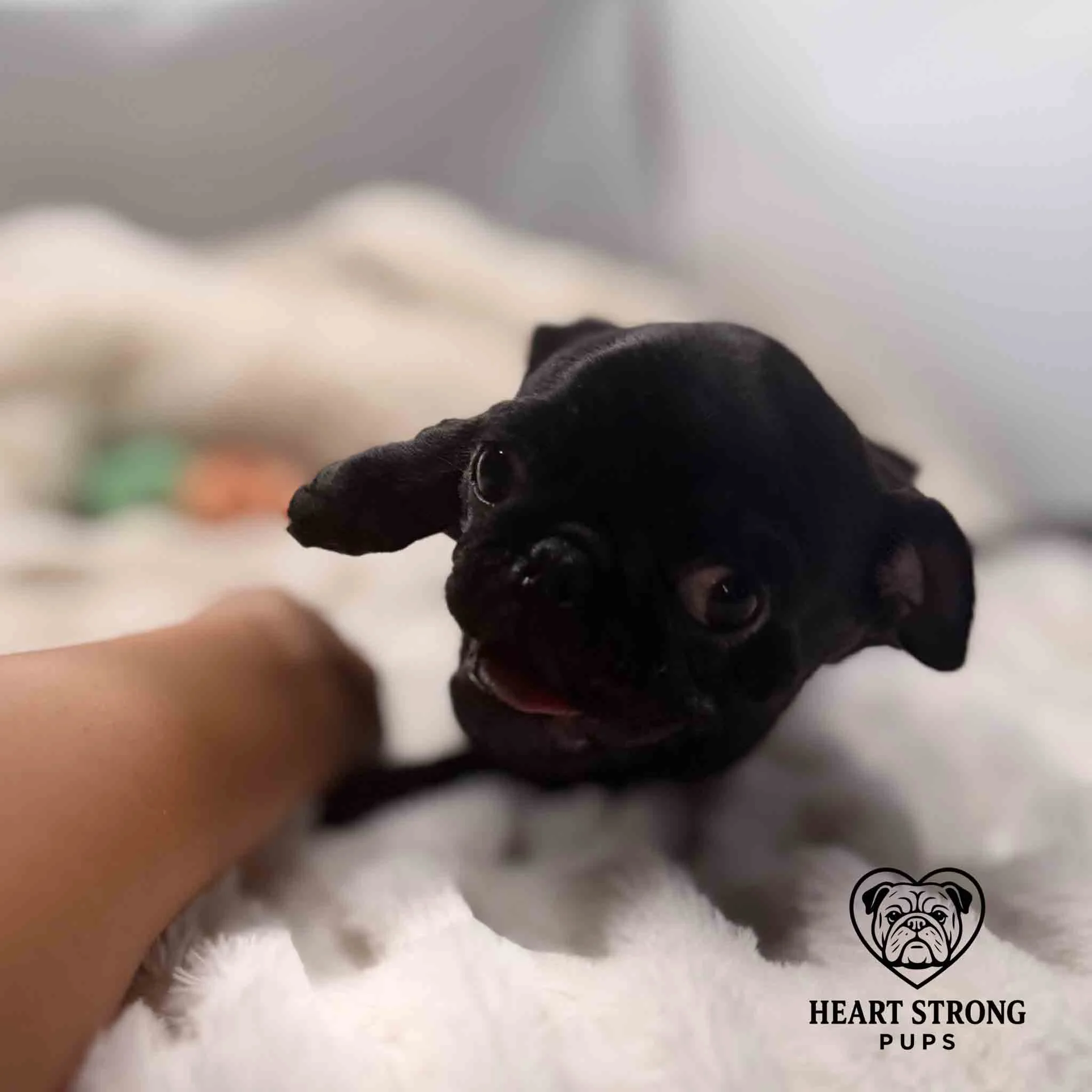 Black pug being a tease laying on the blanket