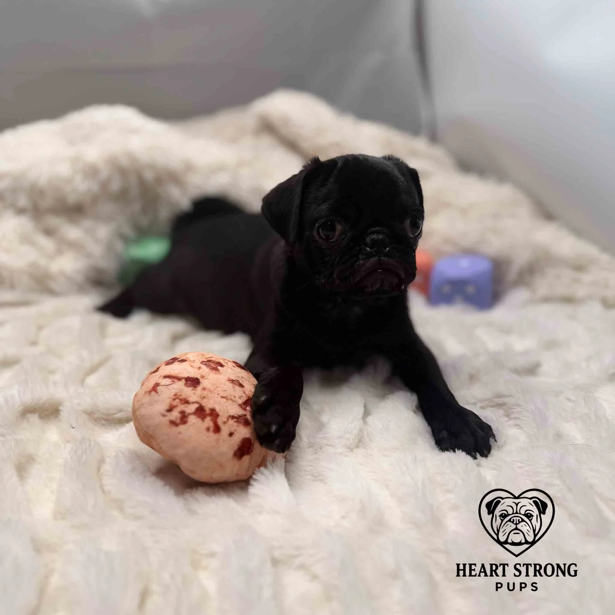 Black Pug with paw on toy posing for photo