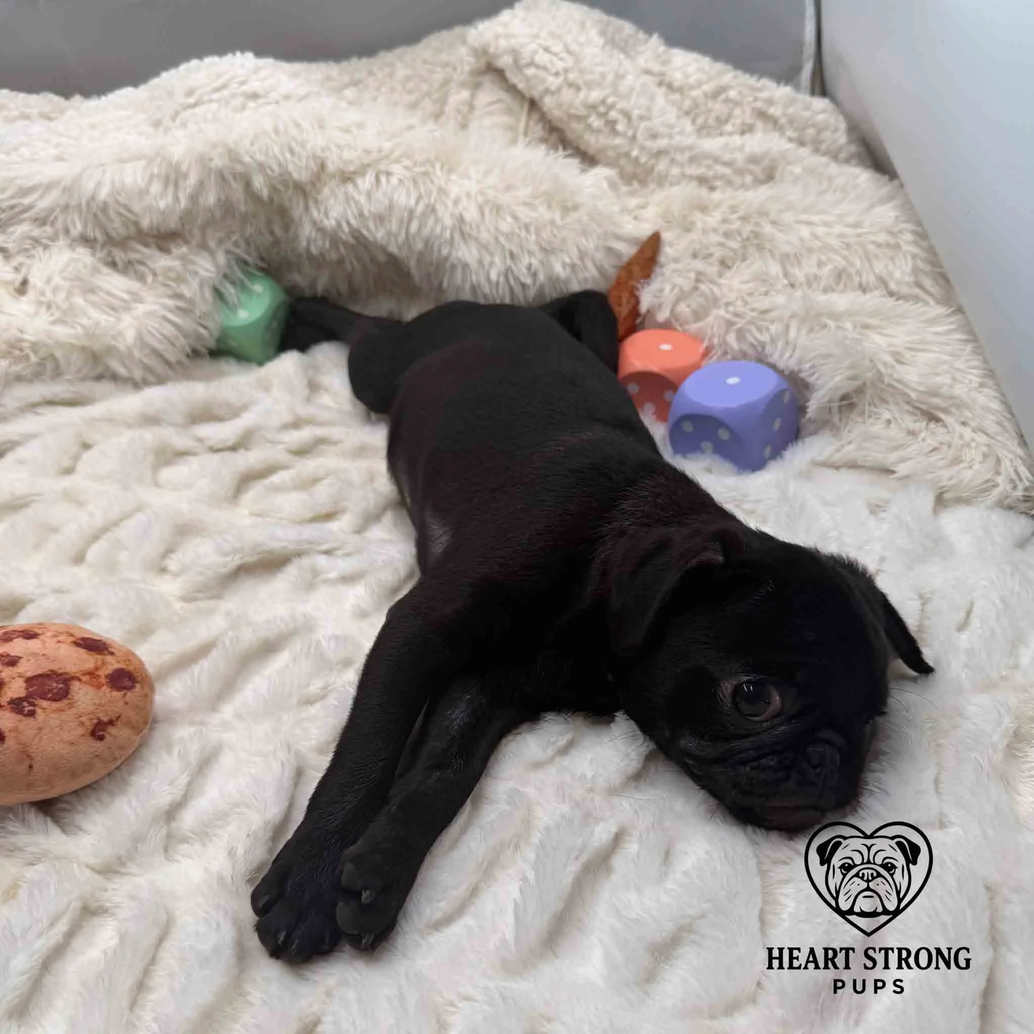 Pug laying on blanket and has toys around her