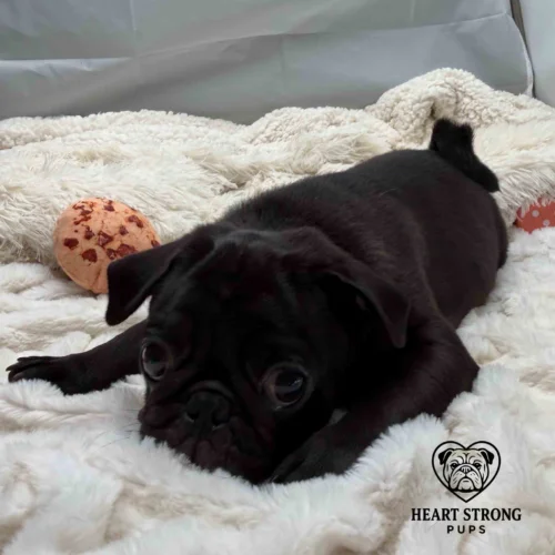 Pug laying on blanket with toys scattered around him