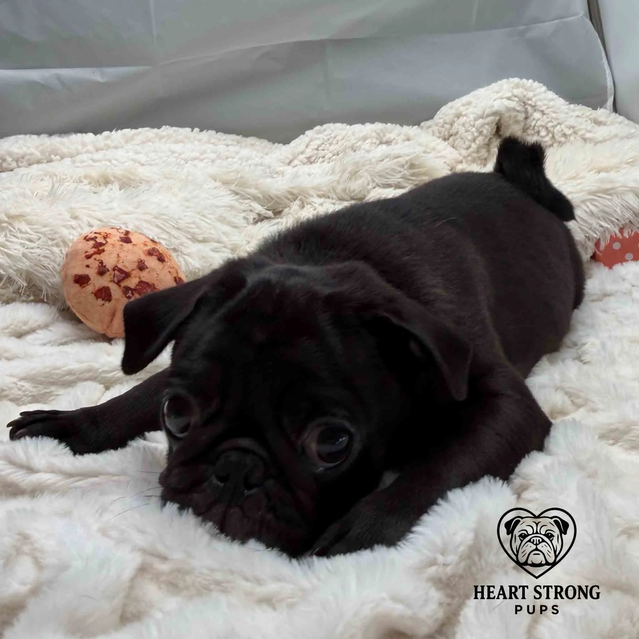 Pug laying on blanket with toys scattered around him