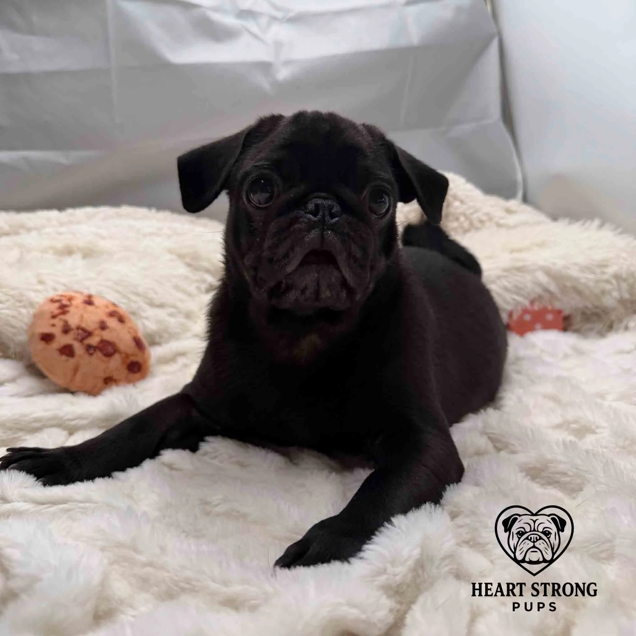 Pug pup laying on blanket with cookie toy.