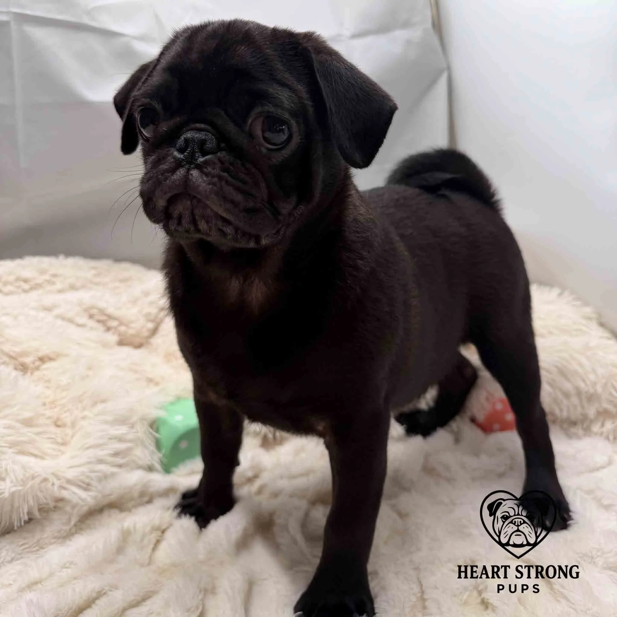 Pug pup standing on blanket