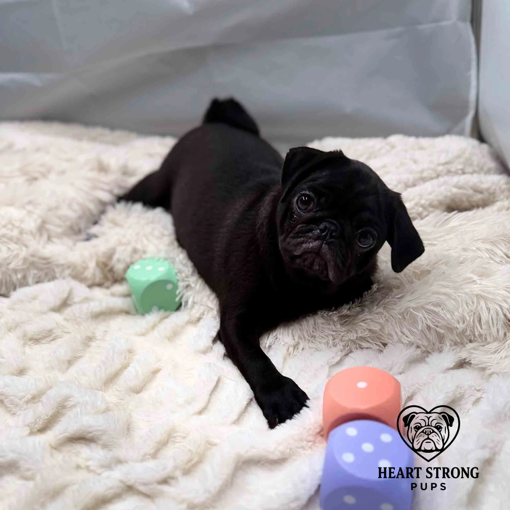 Pug pup laying on blanket and giving a pouty face