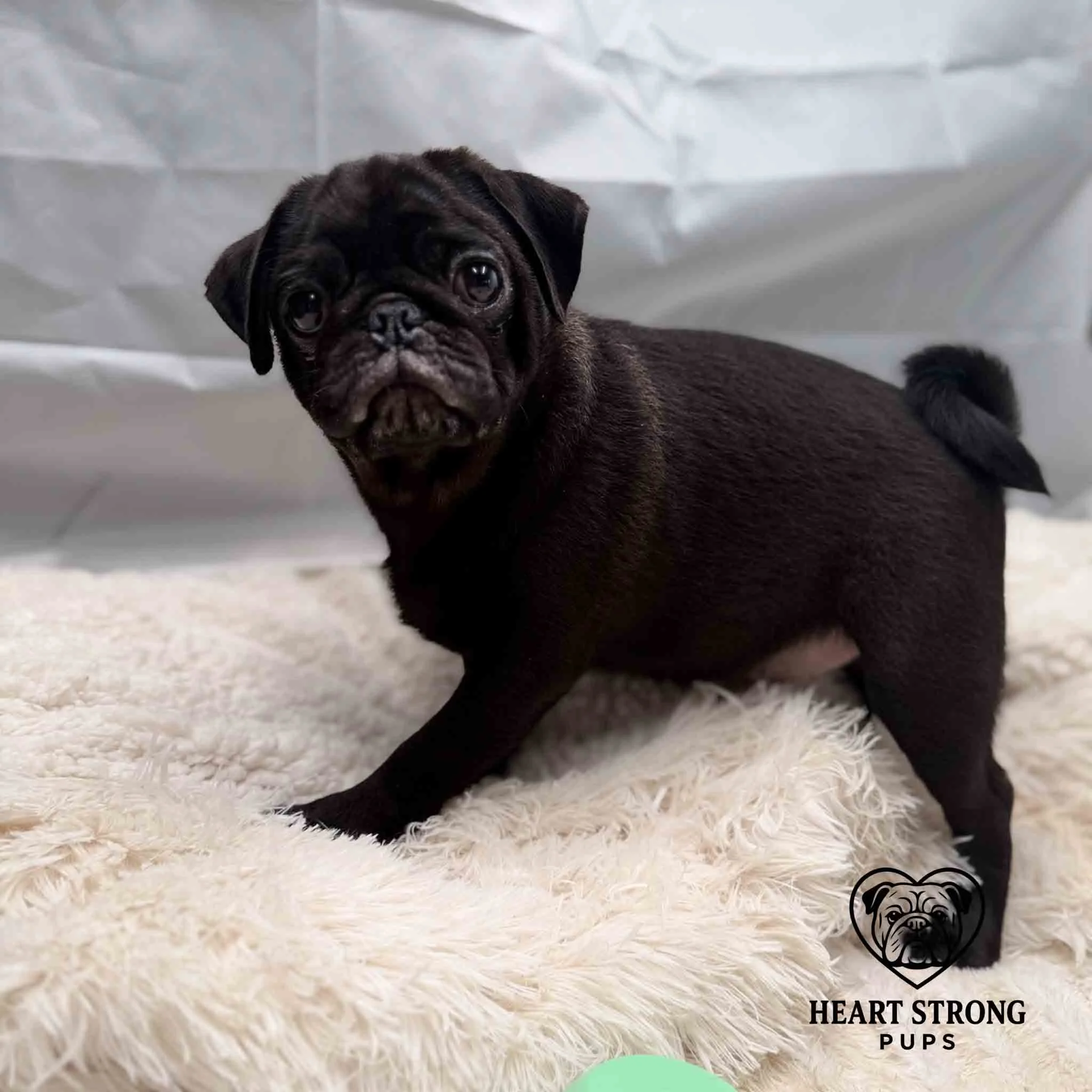 Pug pu standing on blanket