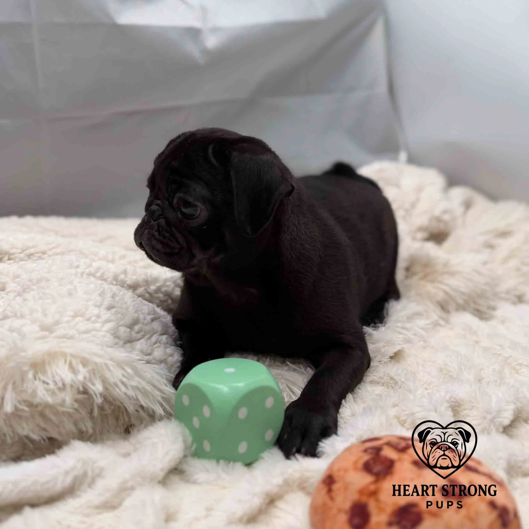 Pug pup laying behind green block
