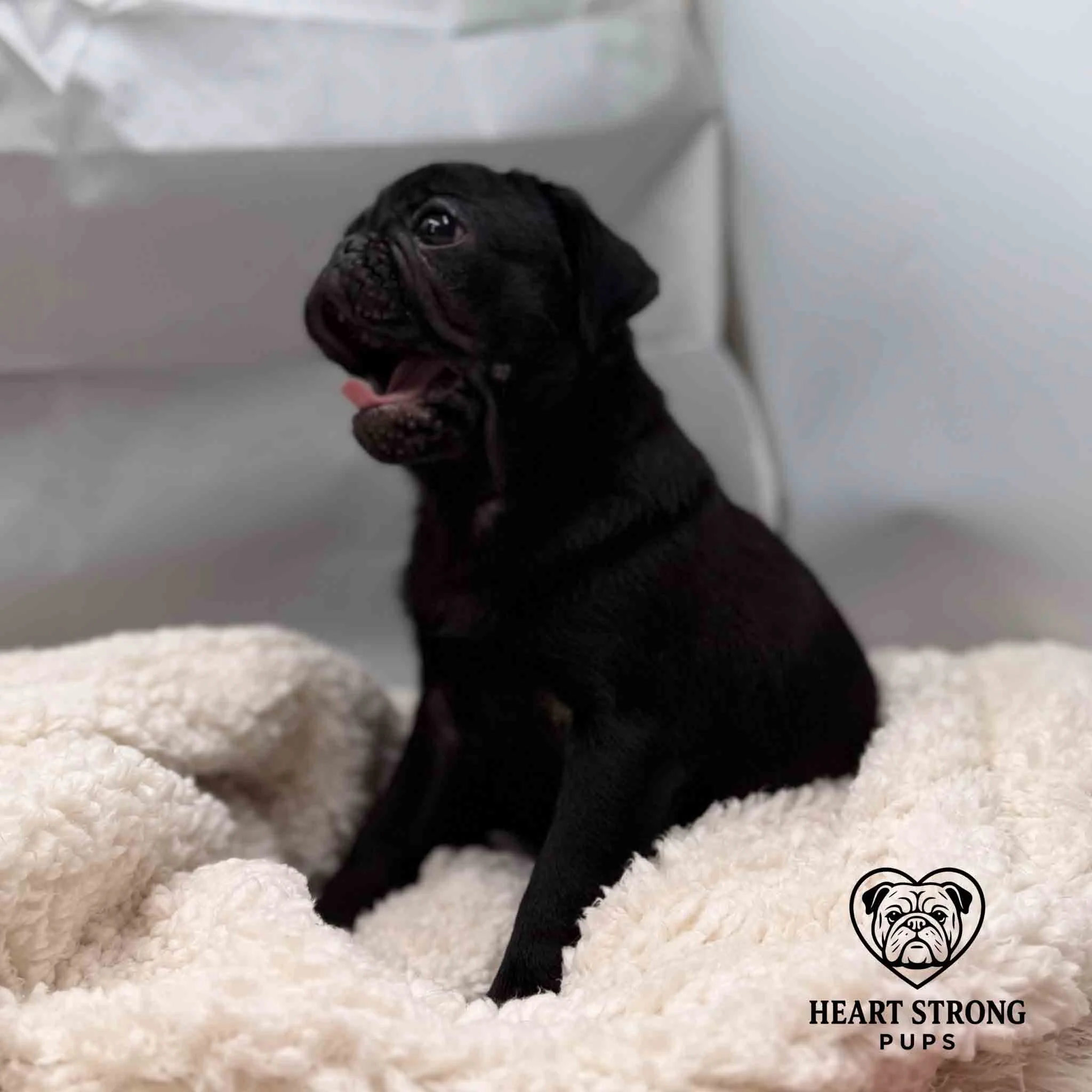 Pug pup yawning and sitting on soft white blanket